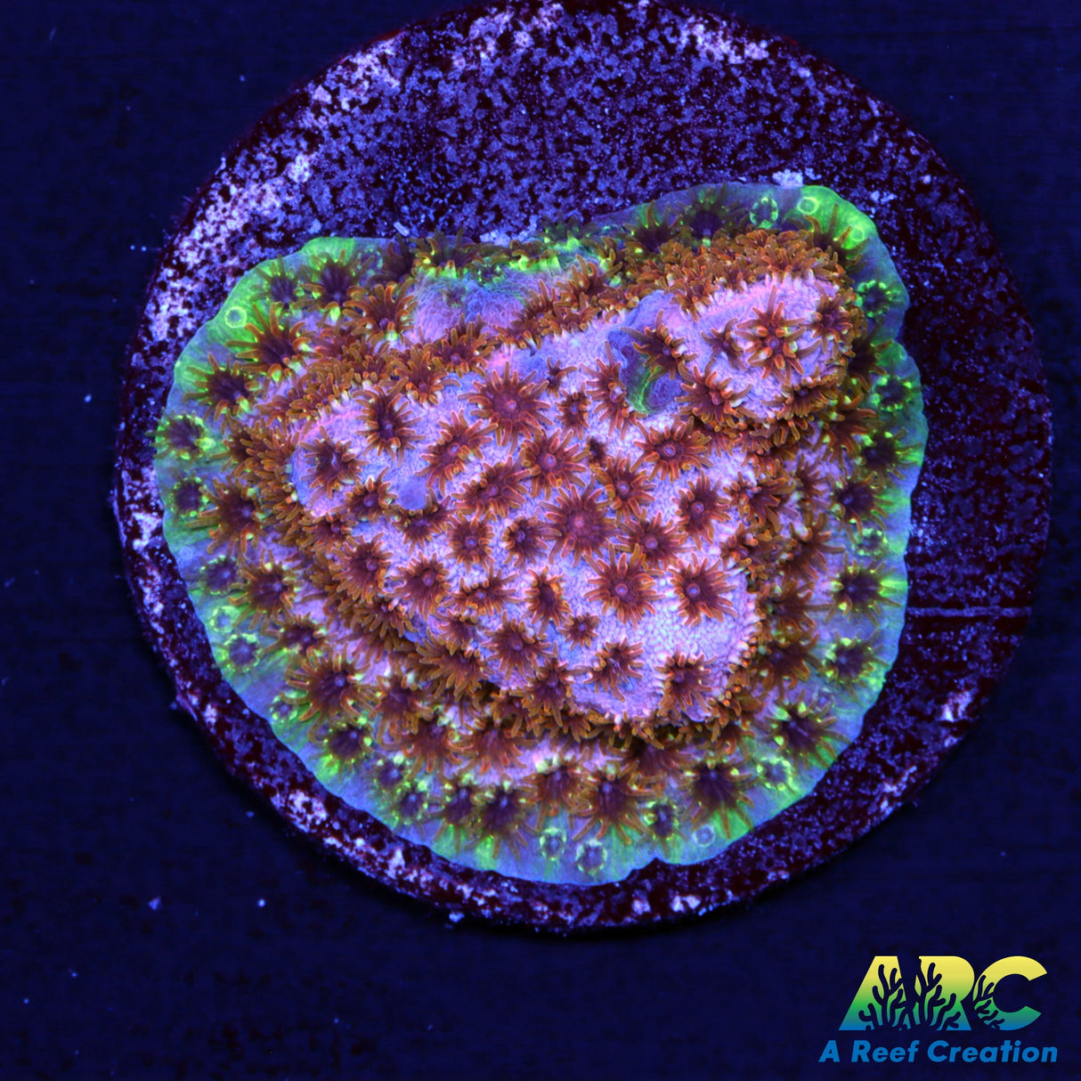 Skittles Bomb Cyphastrea