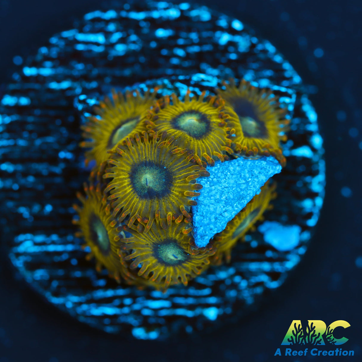 Pikachu Zoas