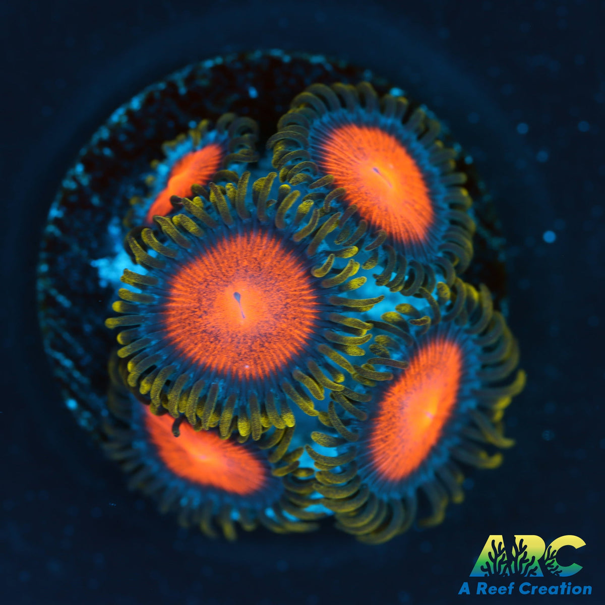 CC Glitches Zoas – A Reef Creation