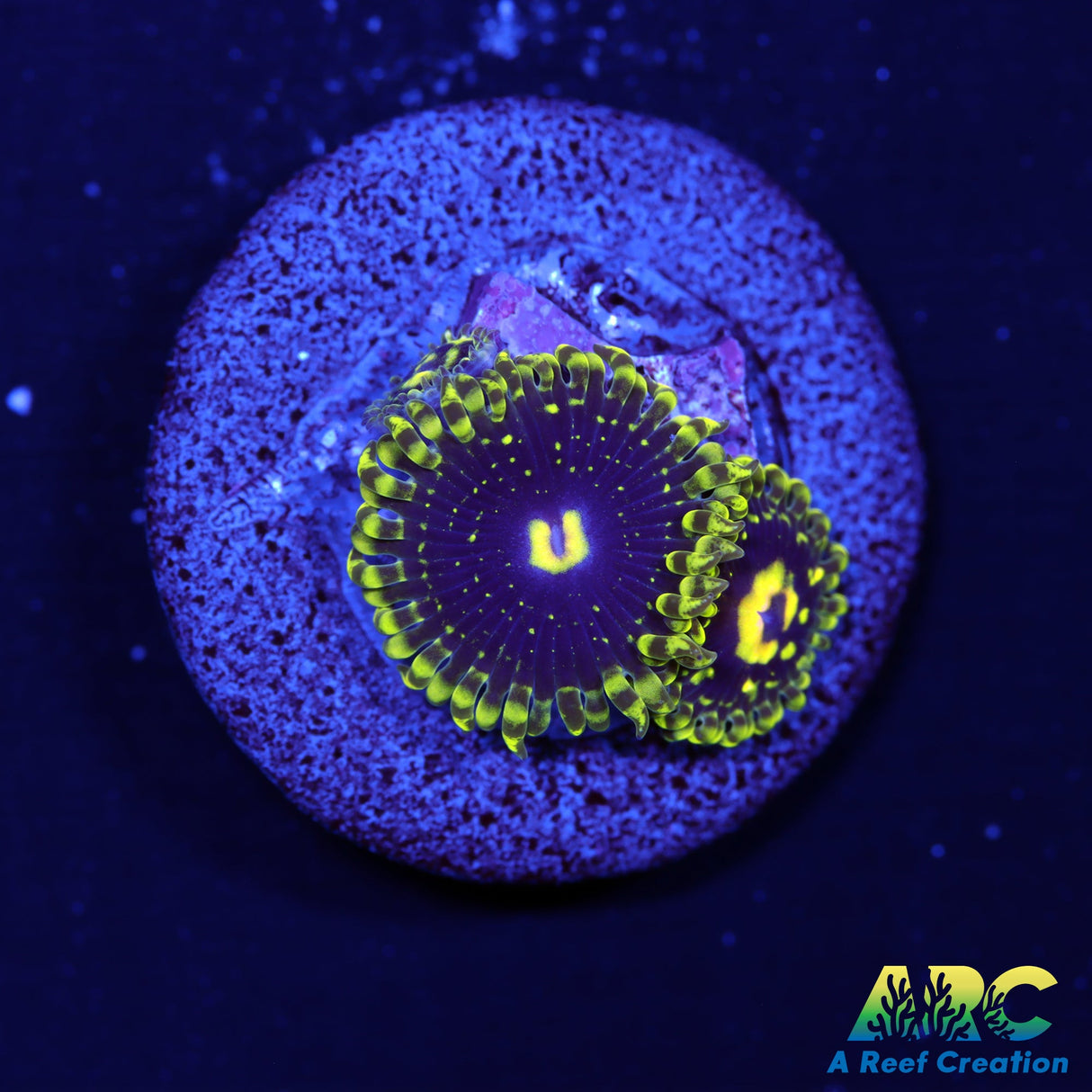 Exospheres Zoas