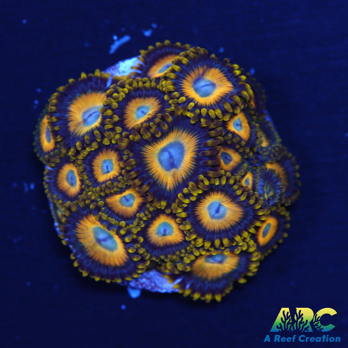 Scrambled Eggs Zoas