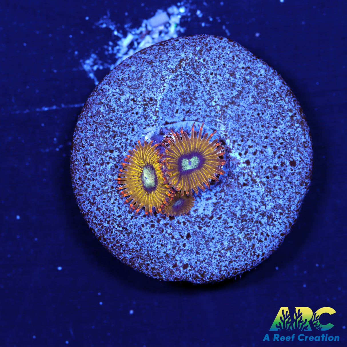 Pikachu Zoas
