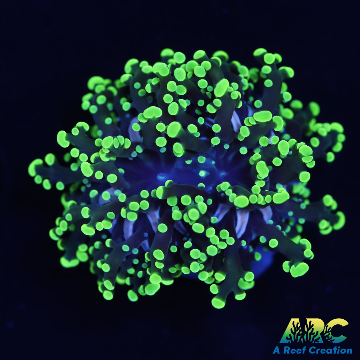 ARC Neon Frogspawn