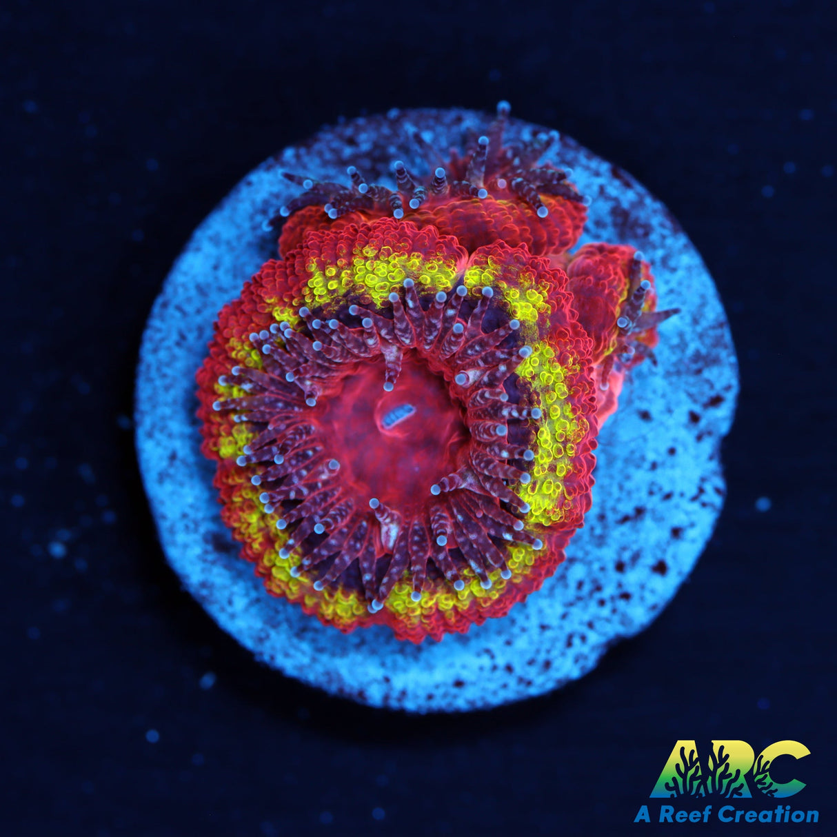 Black Hole Sun Acan