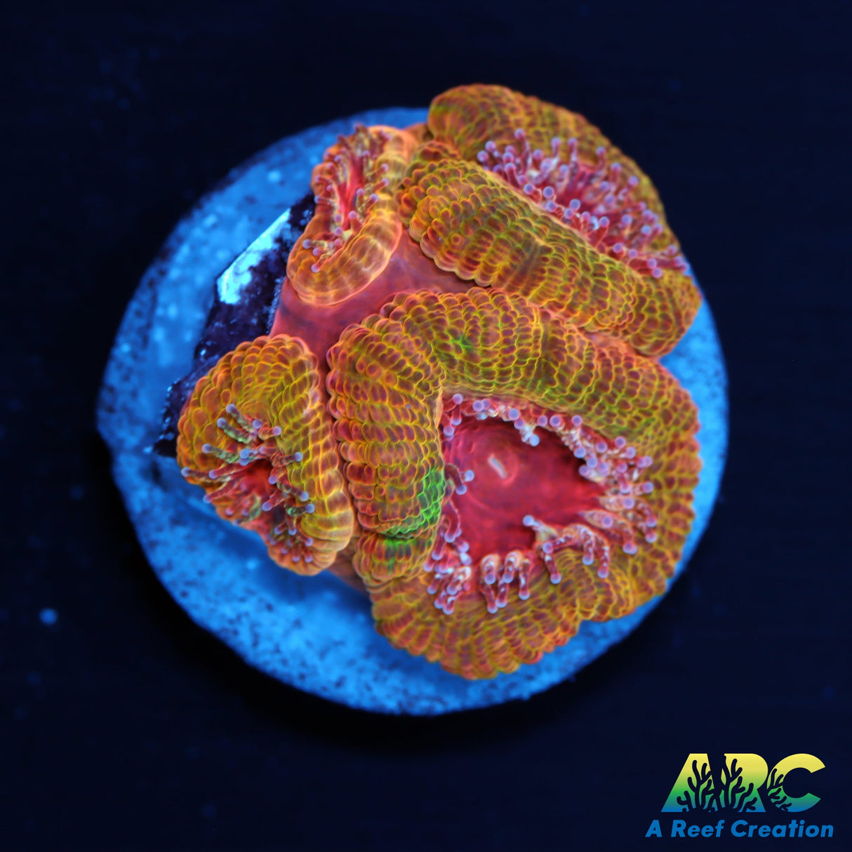 ARC Blood Orange Acan