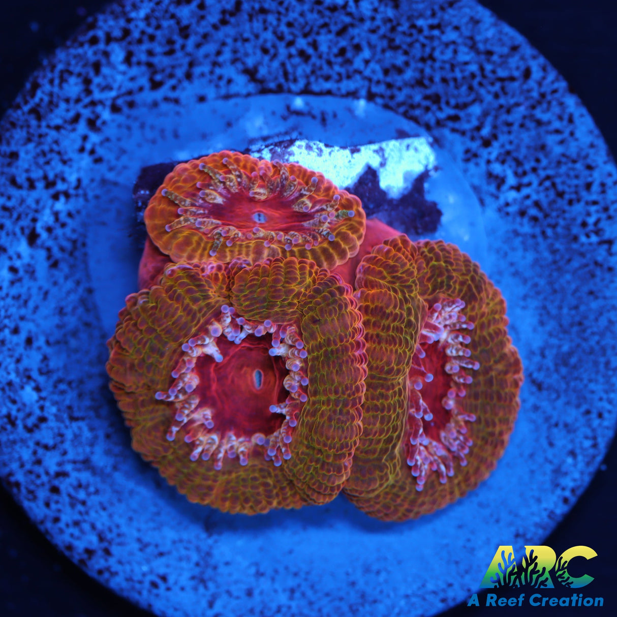 ARC Blood Orange Acan