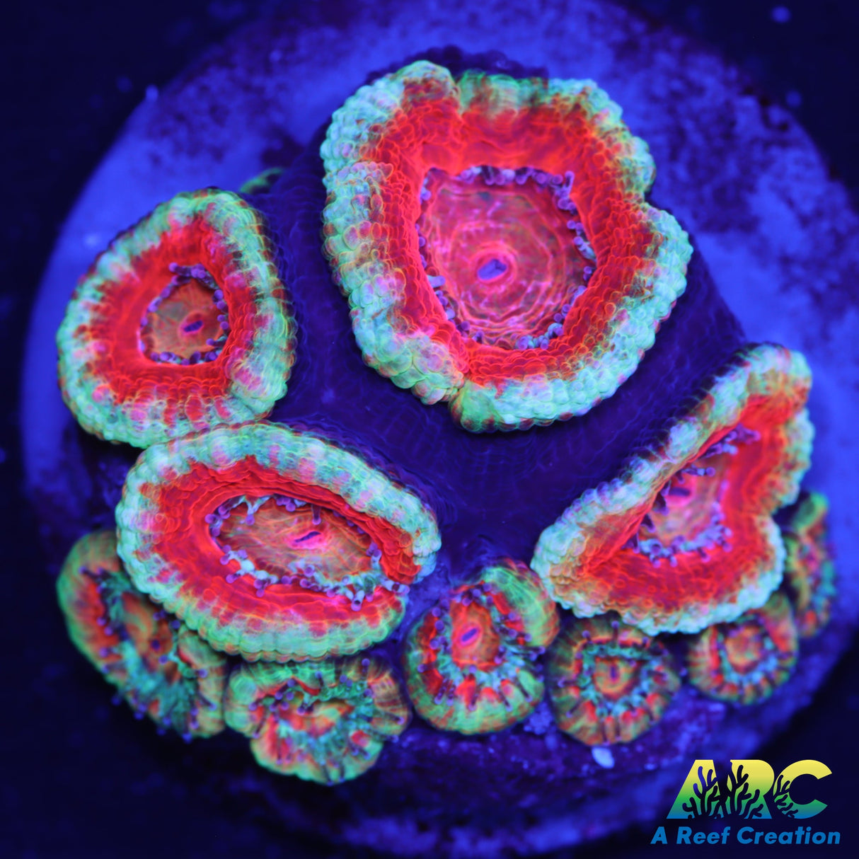 ARC Charmander Acan