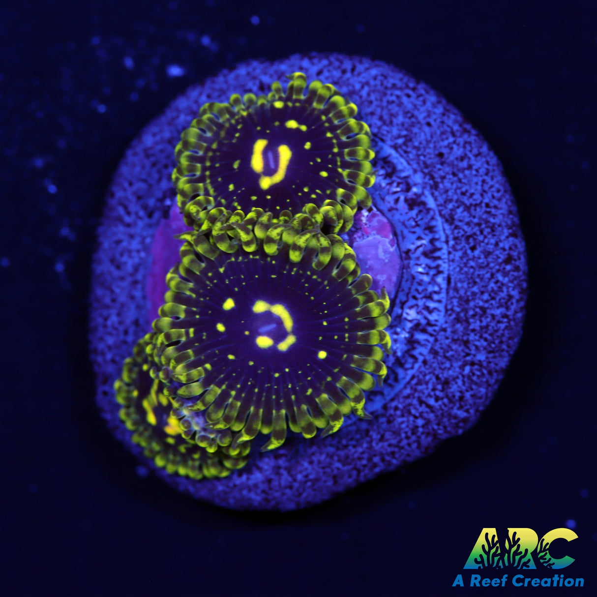 Exospheres Zoas