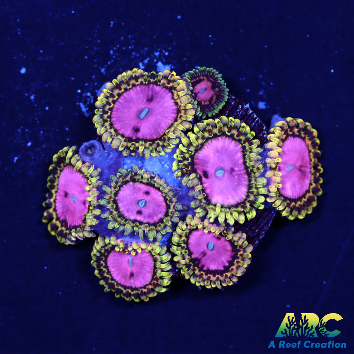 RRC Pink Diamond Zoas