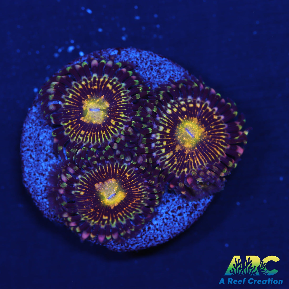 UC Grim Reaper Zoas