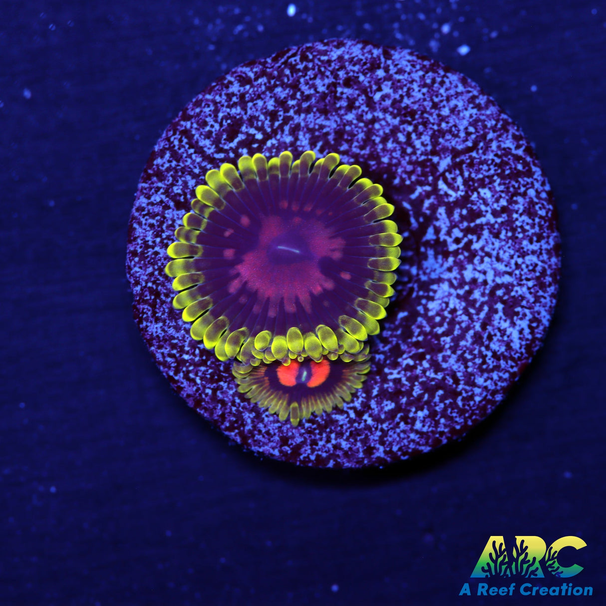 CC Scarlet Fever Zoas