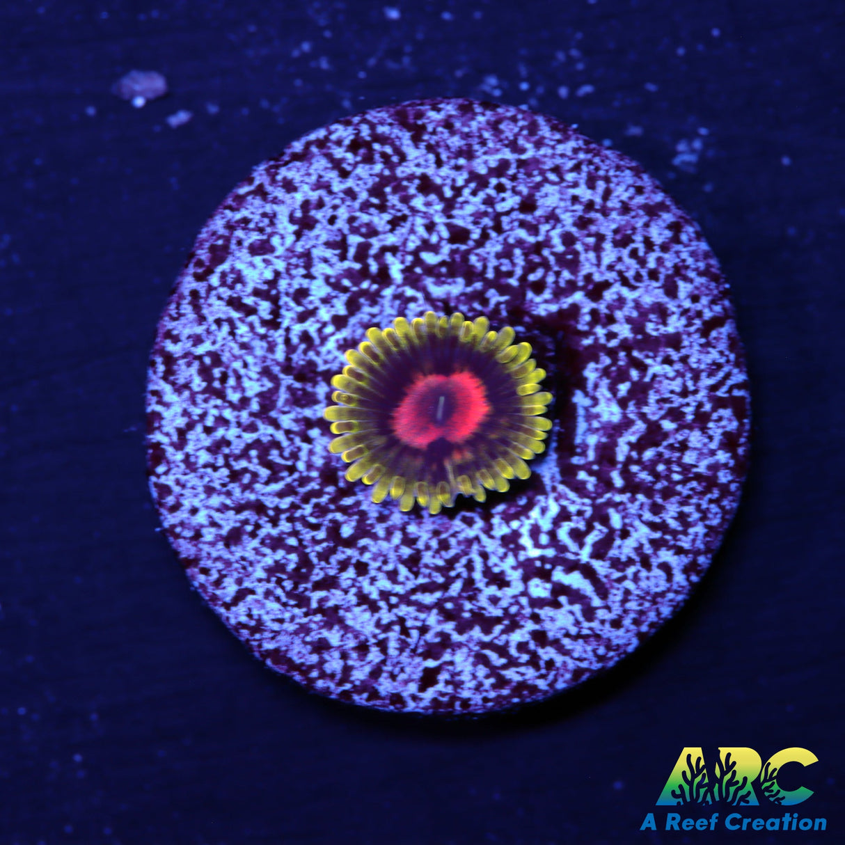 CC Scarlet Fever Zoas