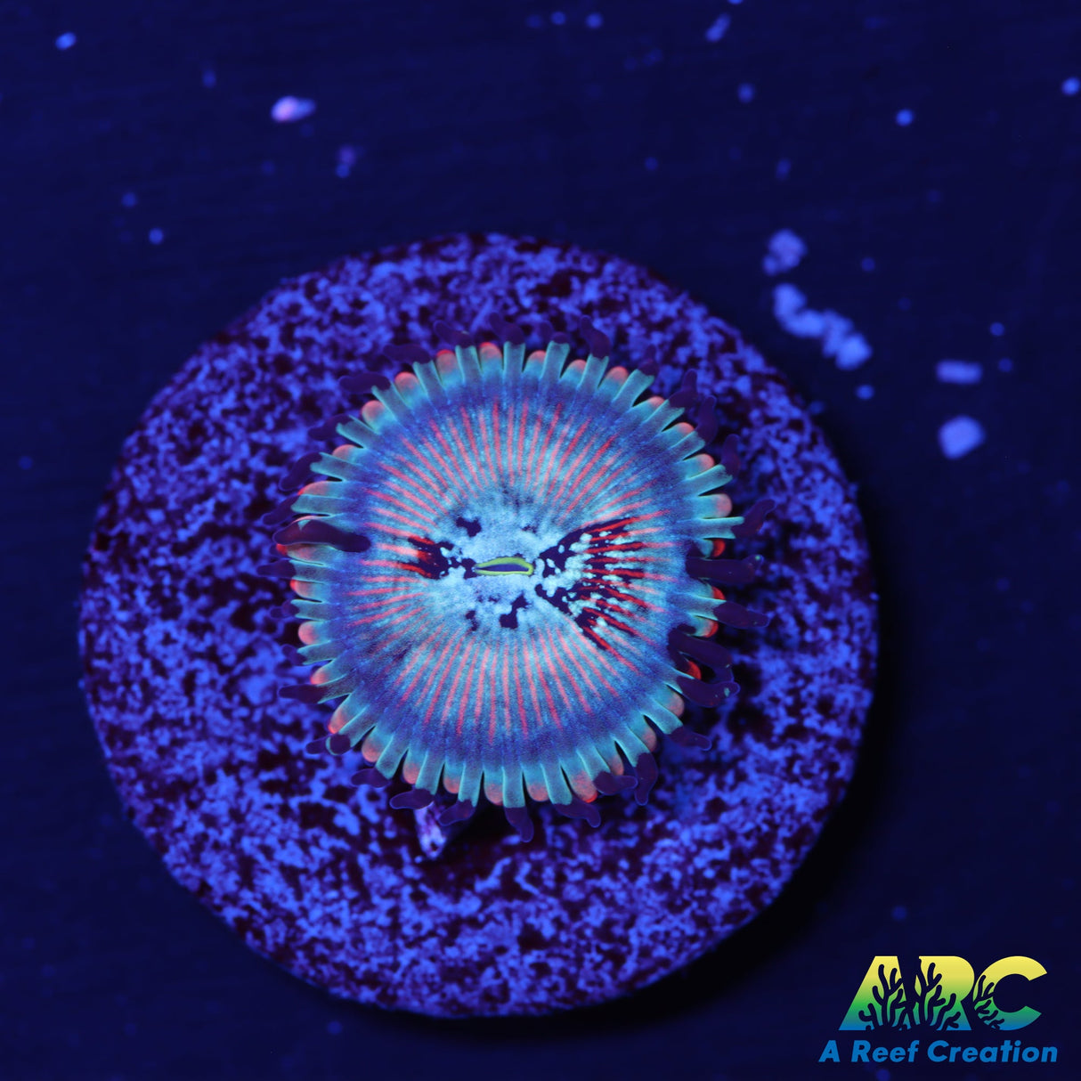 Seduction Zoas