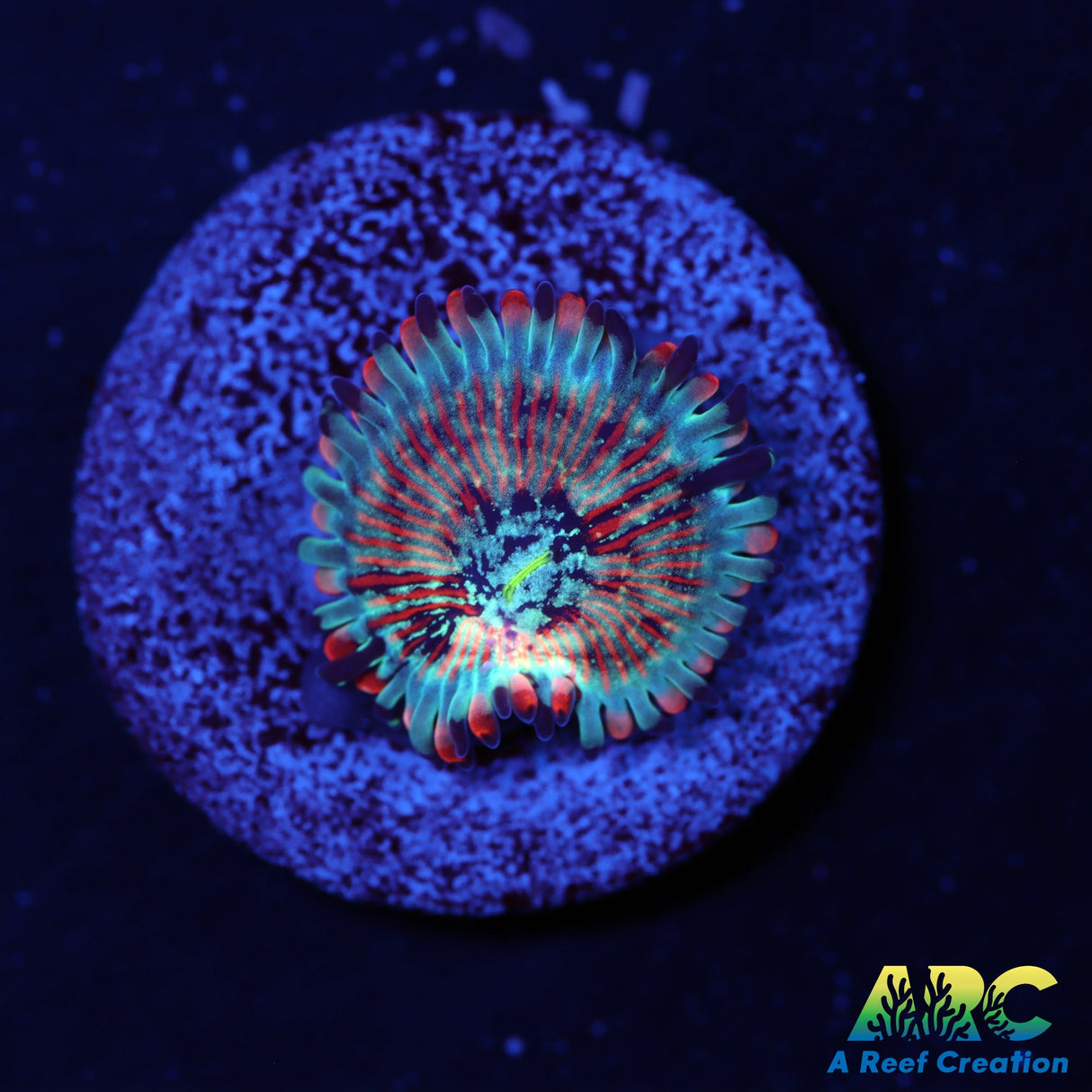 Seduction Zoas