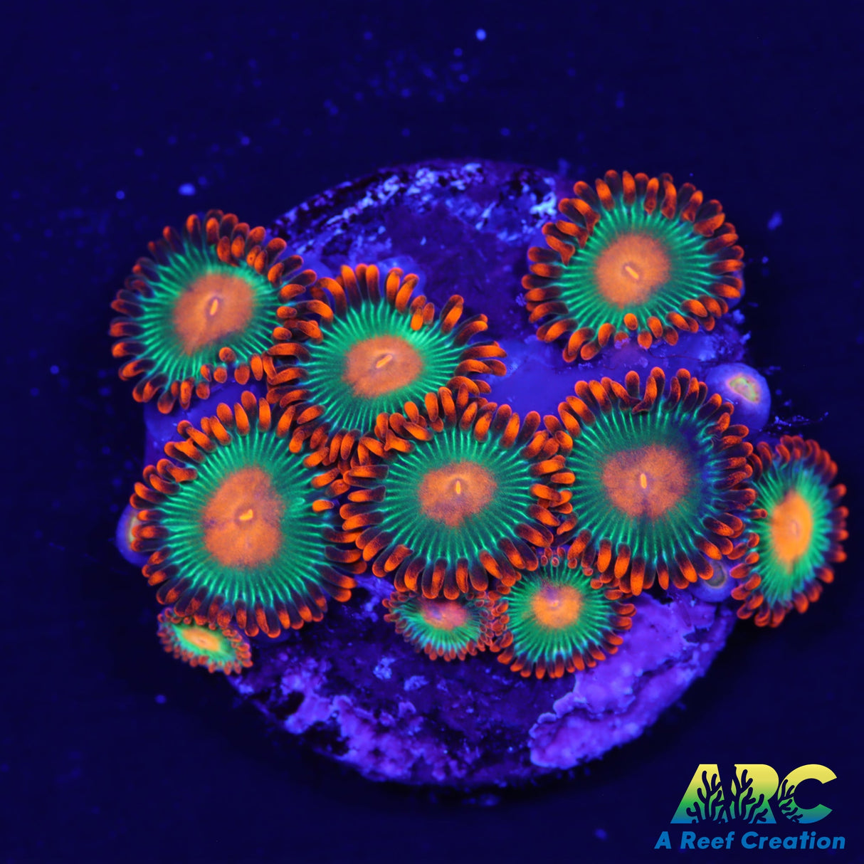 Gatorades Zoas