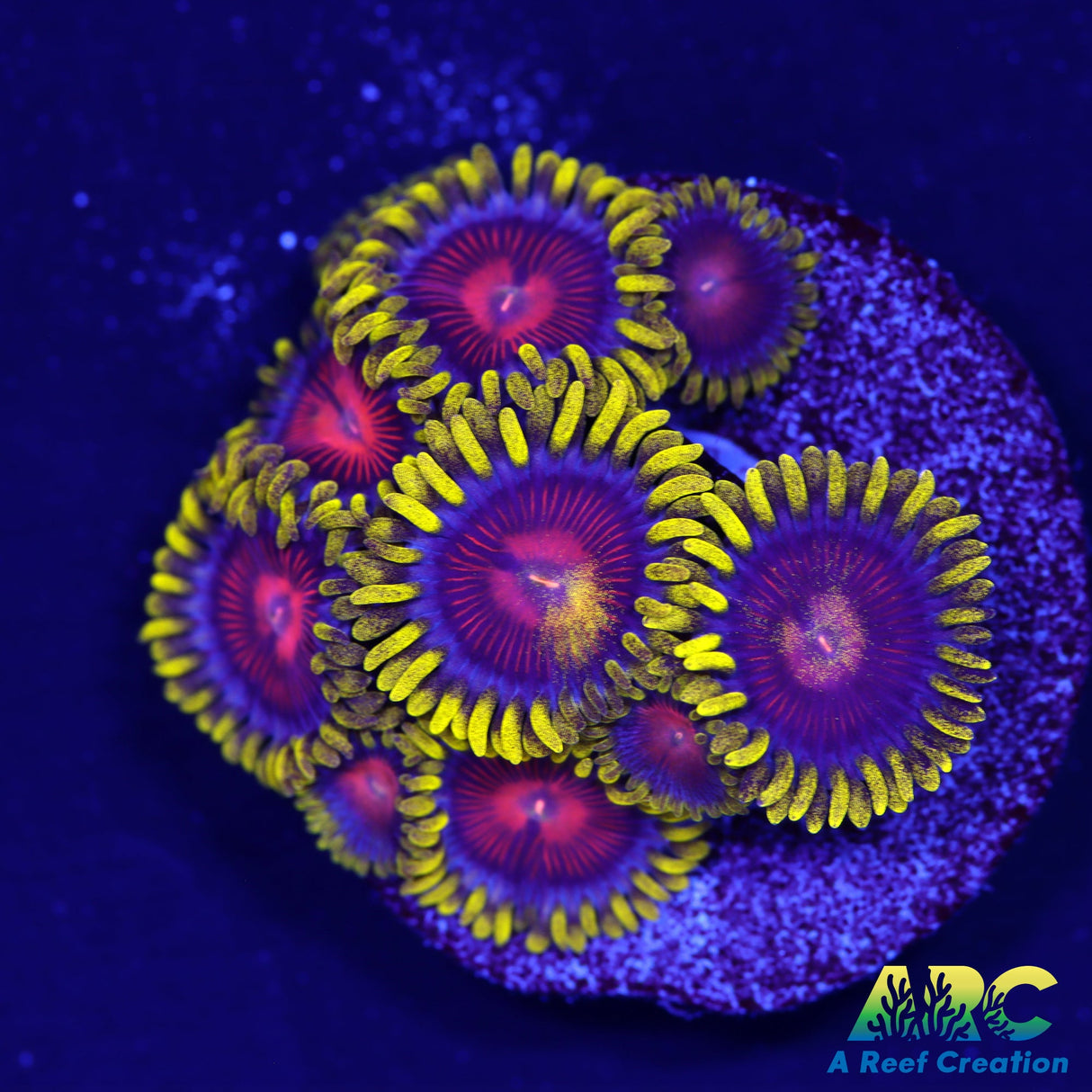 CC Spitfire Zoas