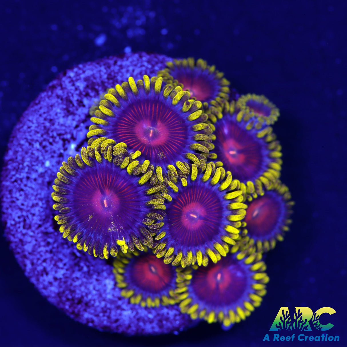 CC Spitfire Zoas