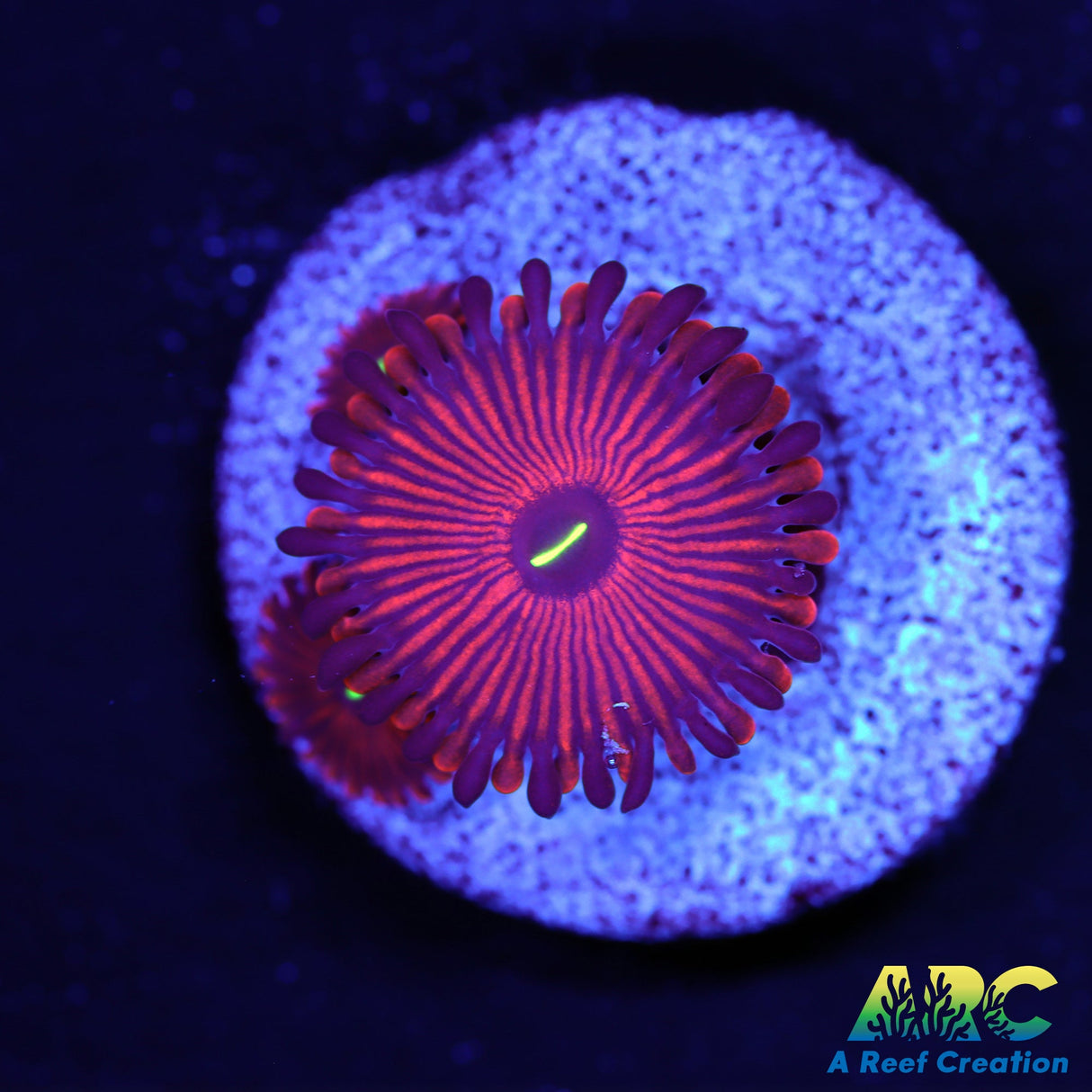 Red PPE Zoa