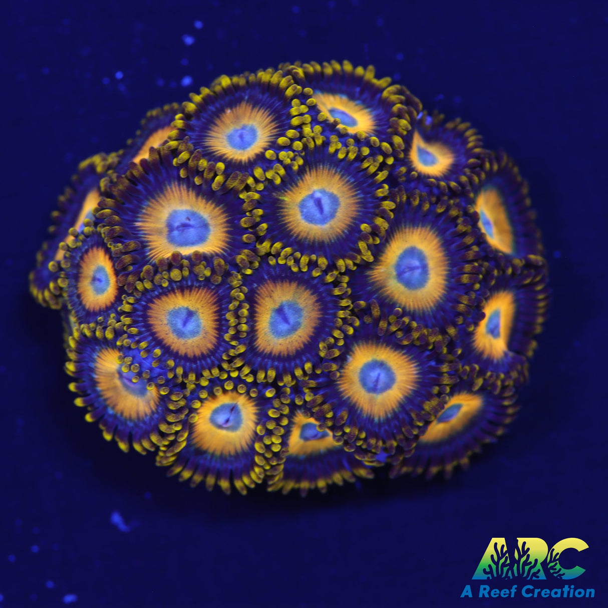 Scrambled Eggs Zoas