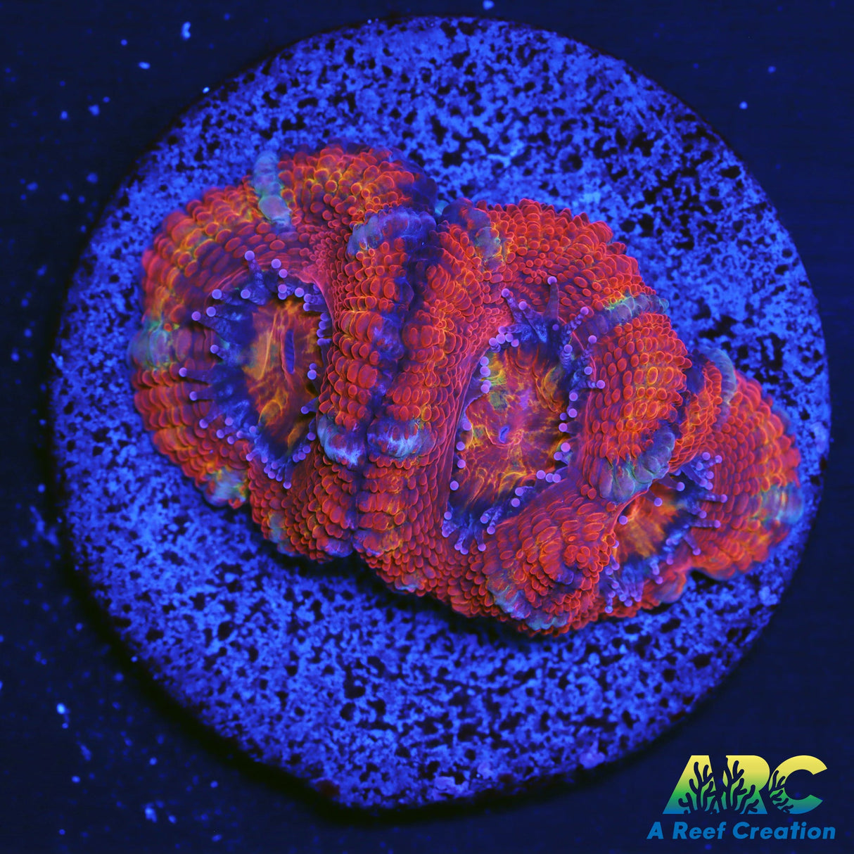 ARC Rainbow Acan