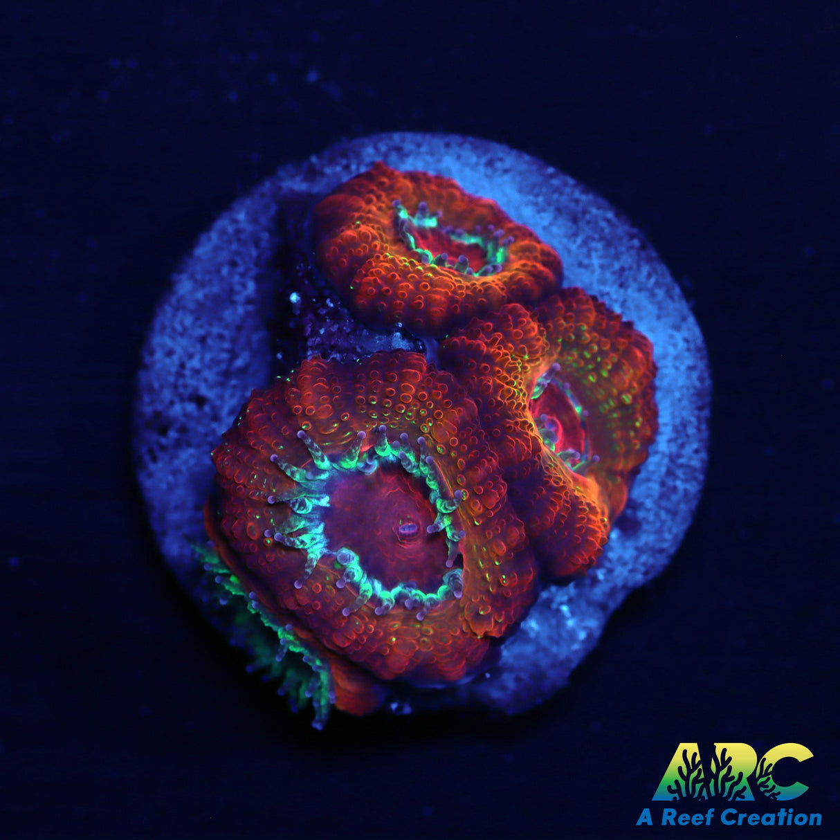 ARC Rainbow Acan