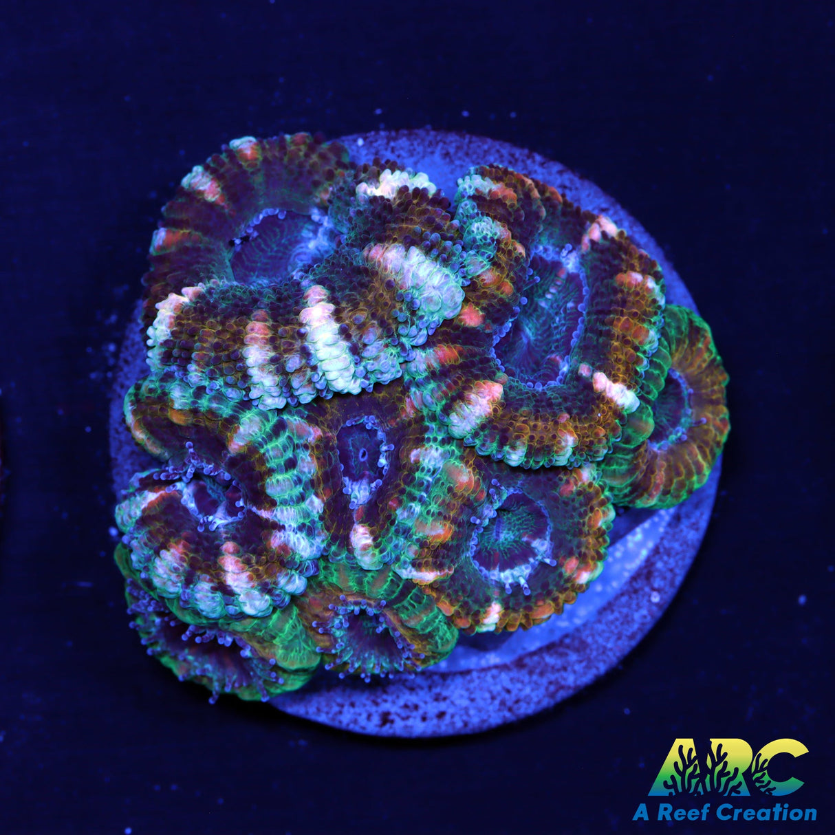 ARC Lavender Acan