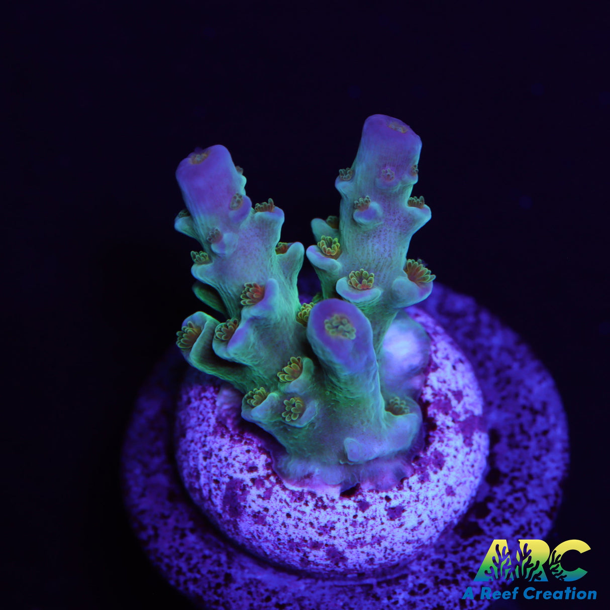 JF Blow Torch Acro