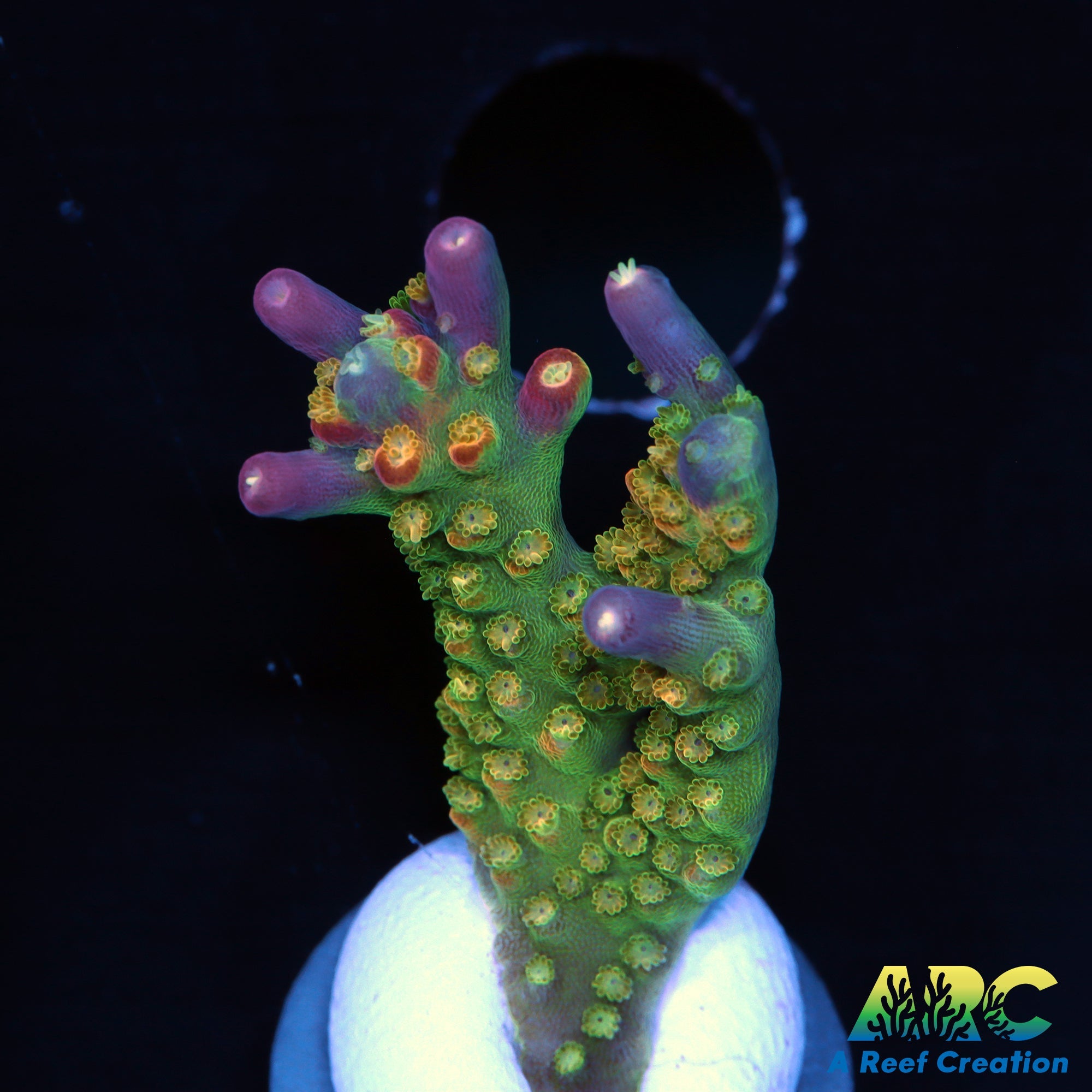 CC Grafted Banana Hammock – A Reef Creation