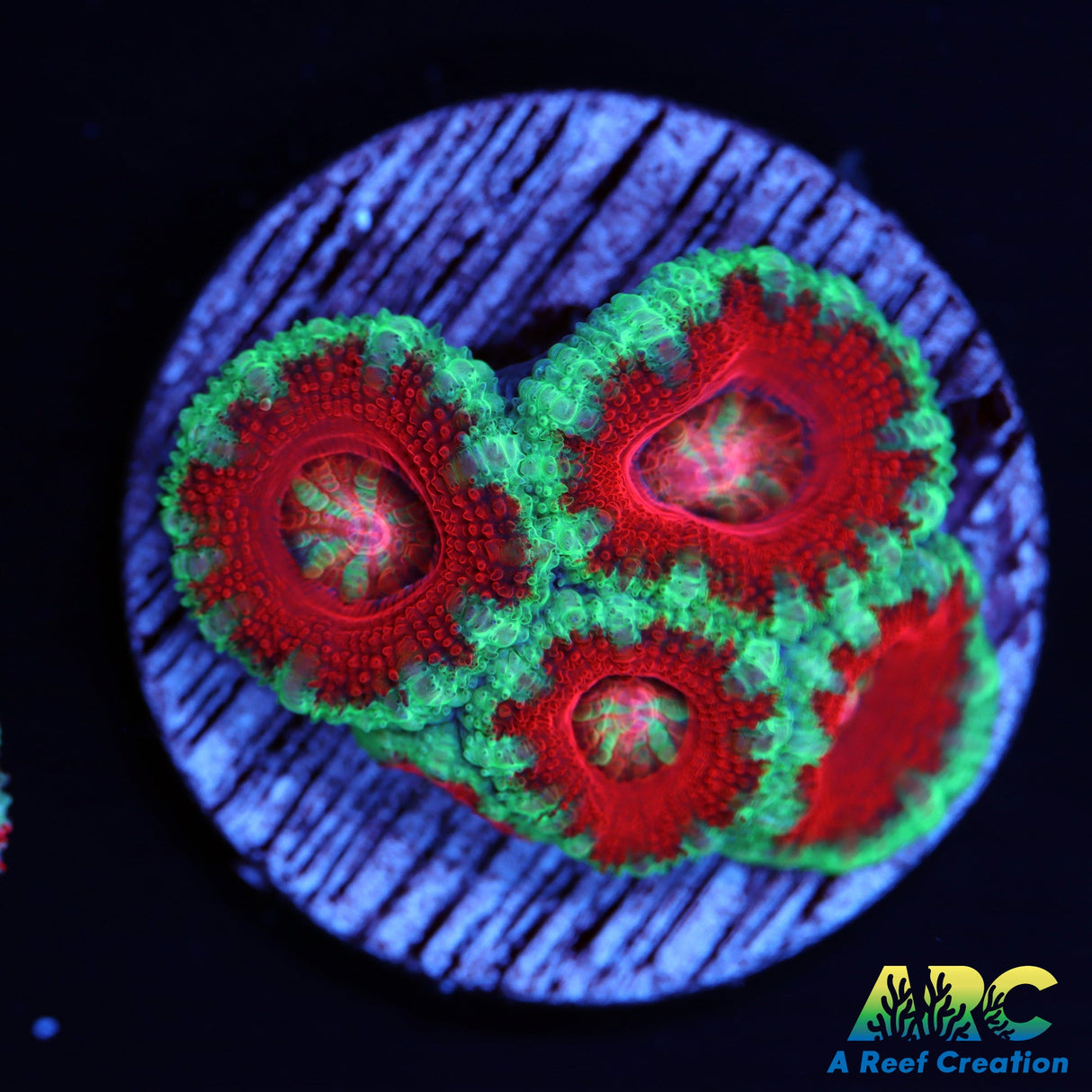 Red and Teal Acans