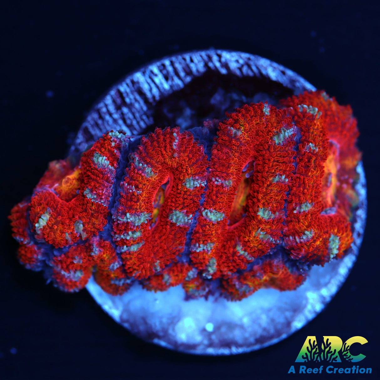 Blue Stripe Acans