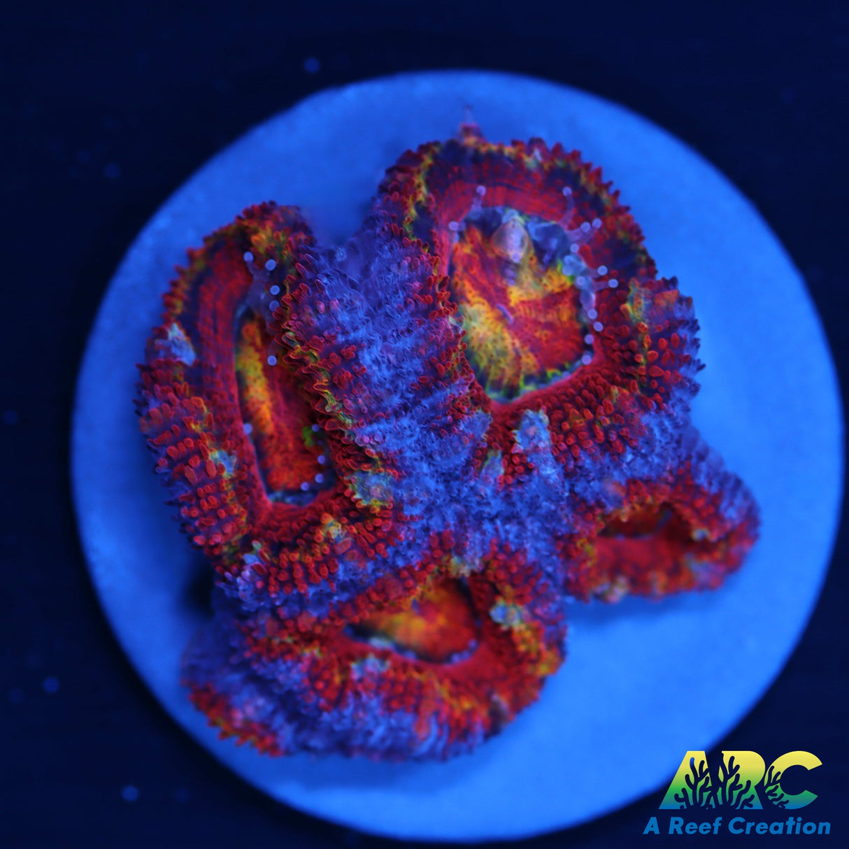 Rainbow Acan