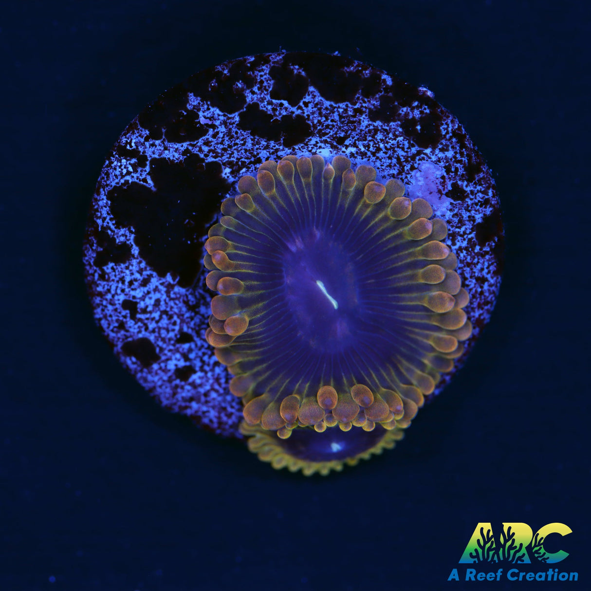 ARC Rainbow Zoa