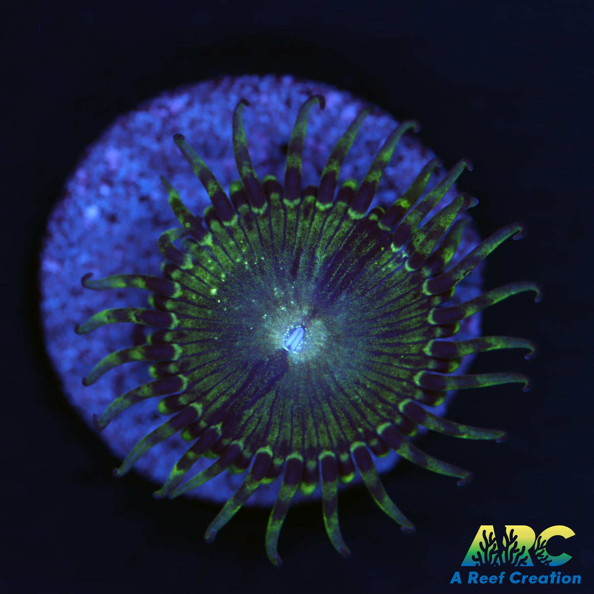 ARC Goblin Punch Zoa