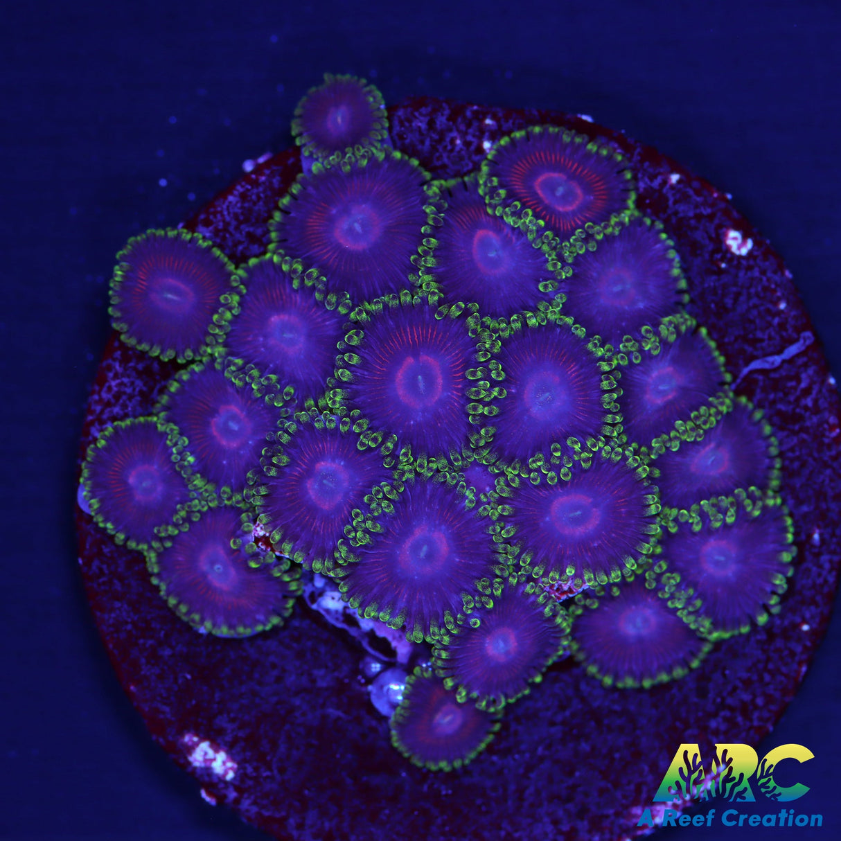 ARC Bejeweled Zoa