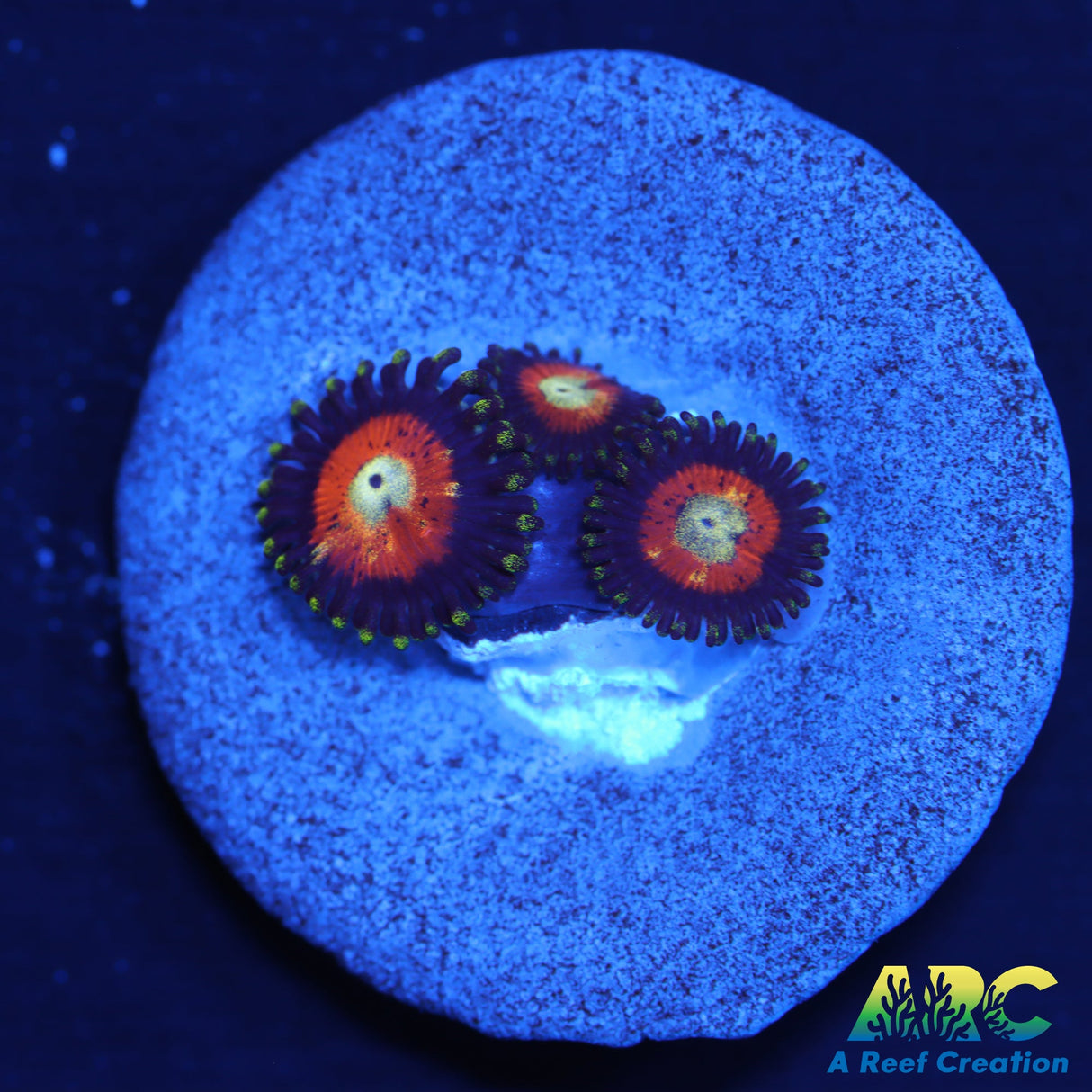 Dragon Ball Z Zoas