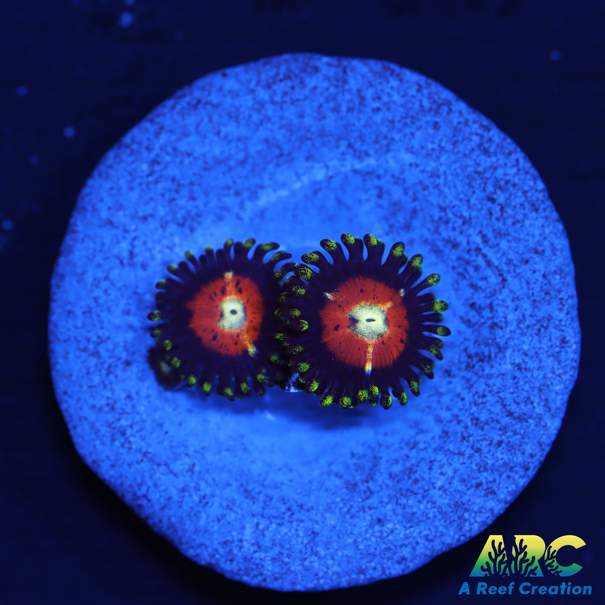 Dragon Ball Z Zoas