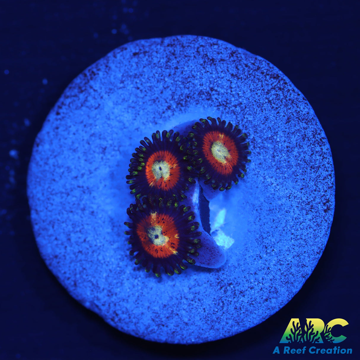 Dragon Ball Z Zoas