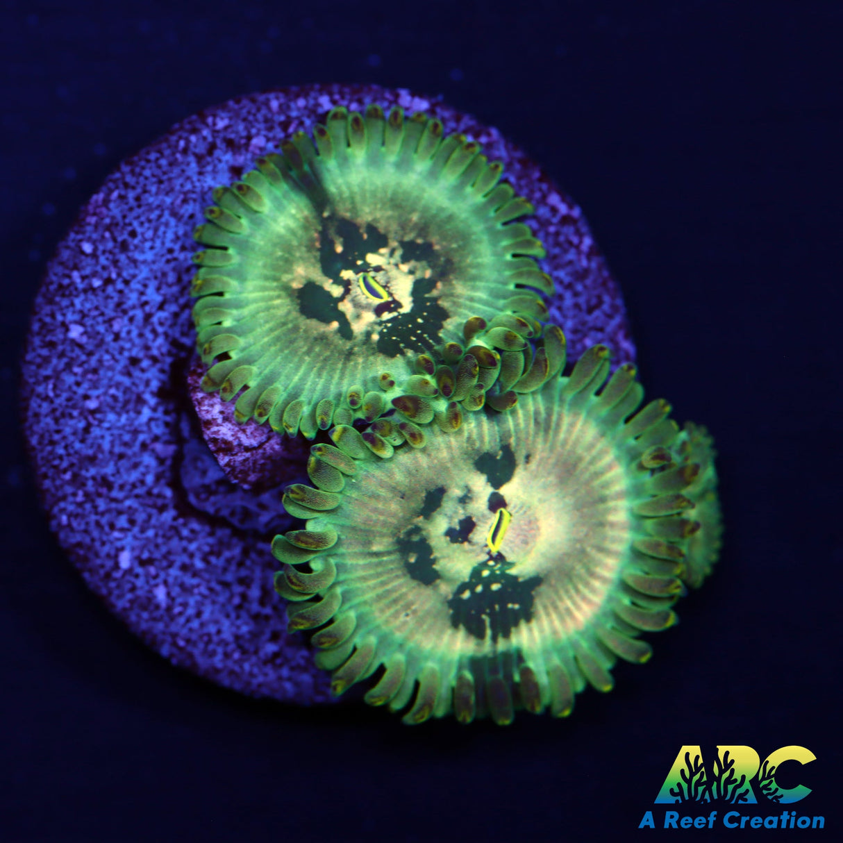 ARC Acid Rain Zoa