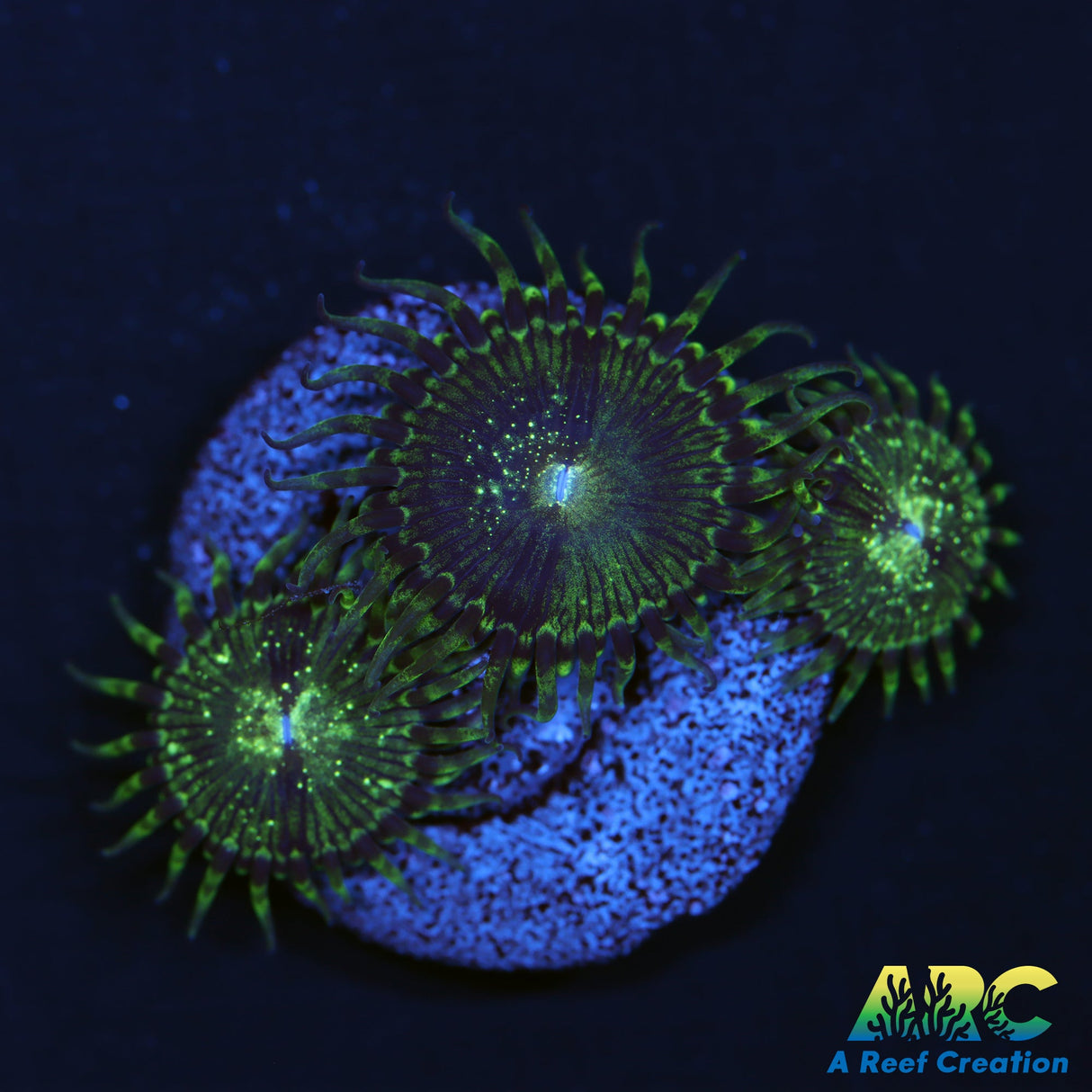 ARC Goblin Punch Zoa