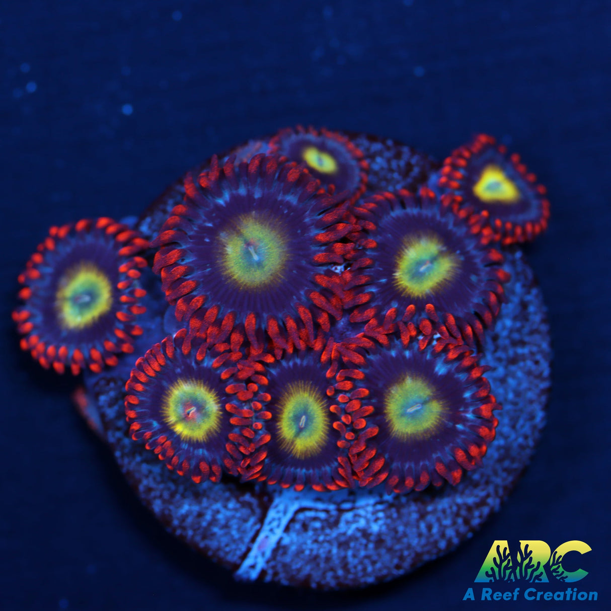 Circus Zoas