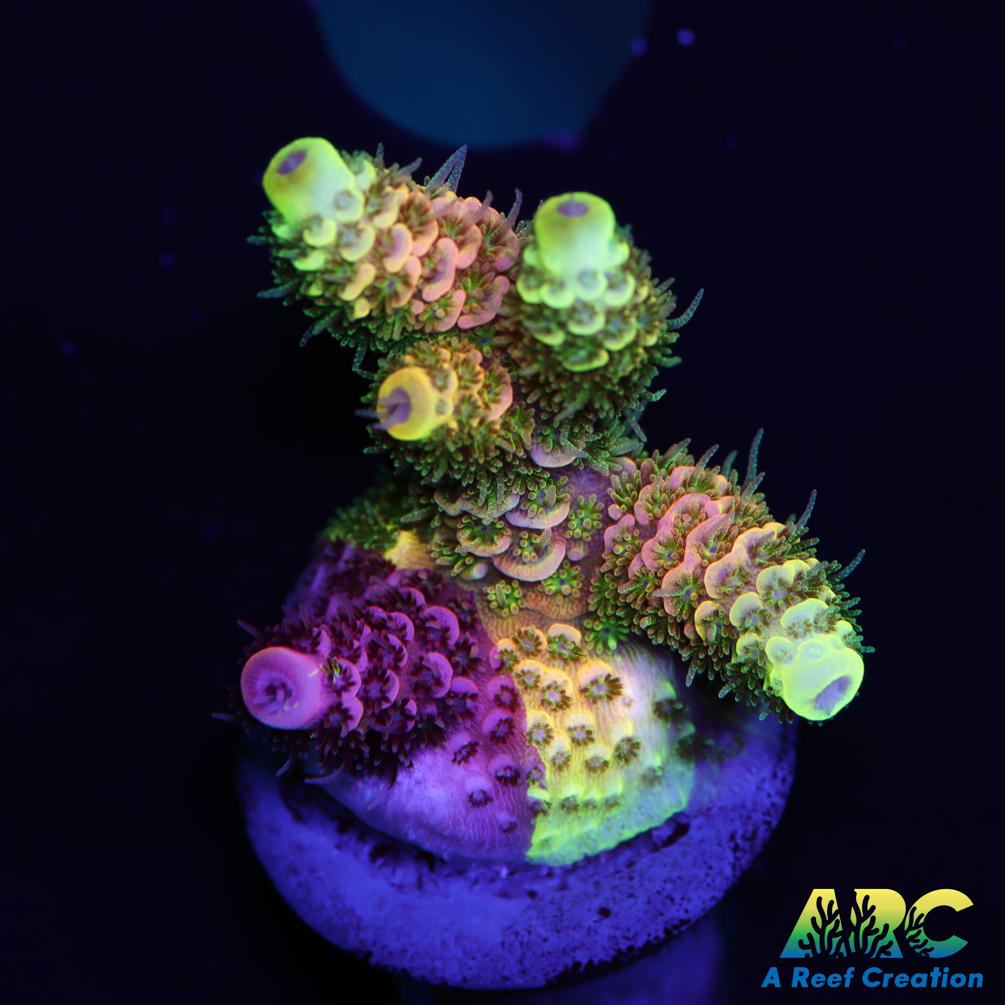 RRC Rainbow Splice Acro mini colony – A Reef Creation