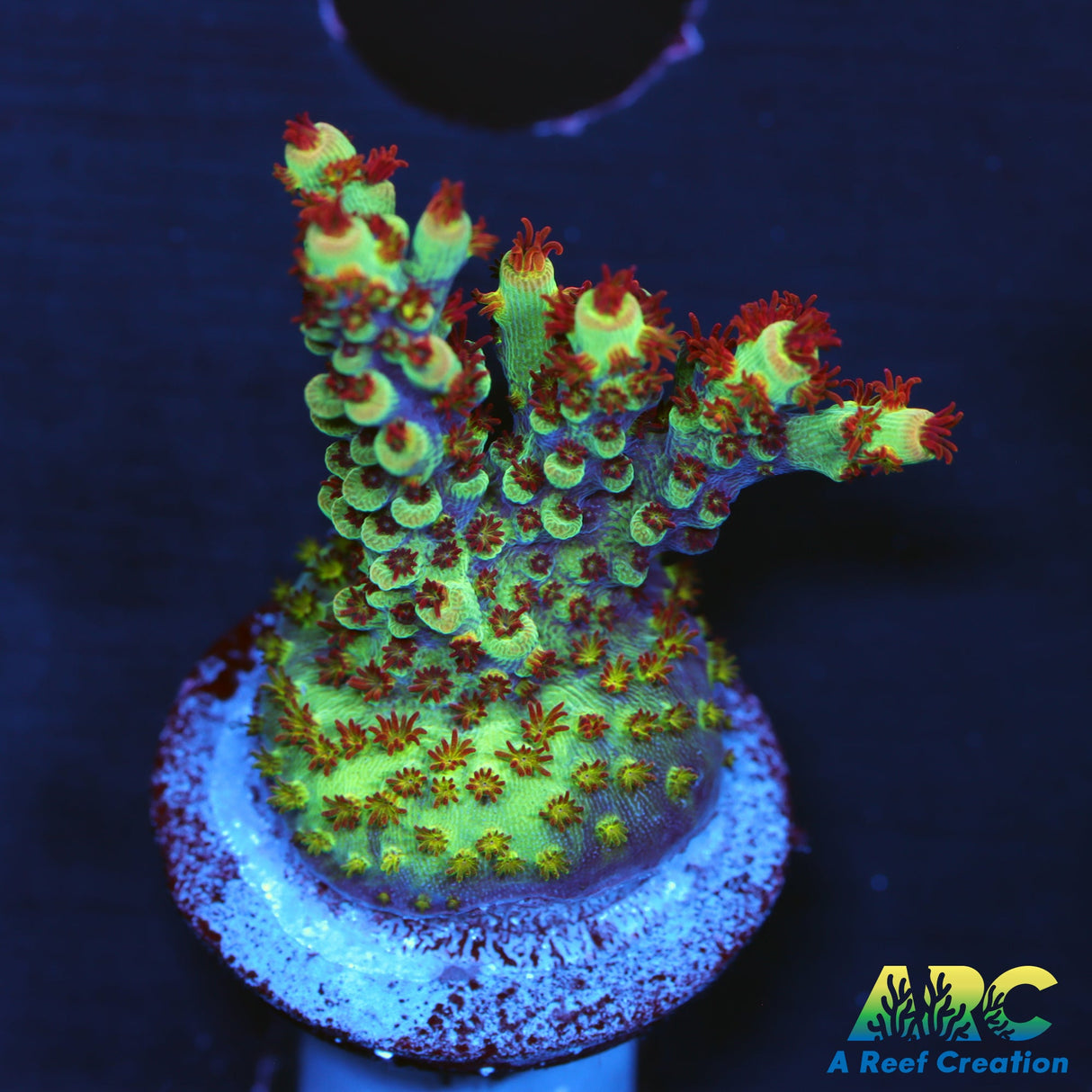 Ponyta Acro