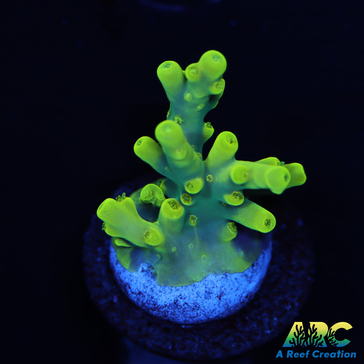 Pratt Reef Table Acro