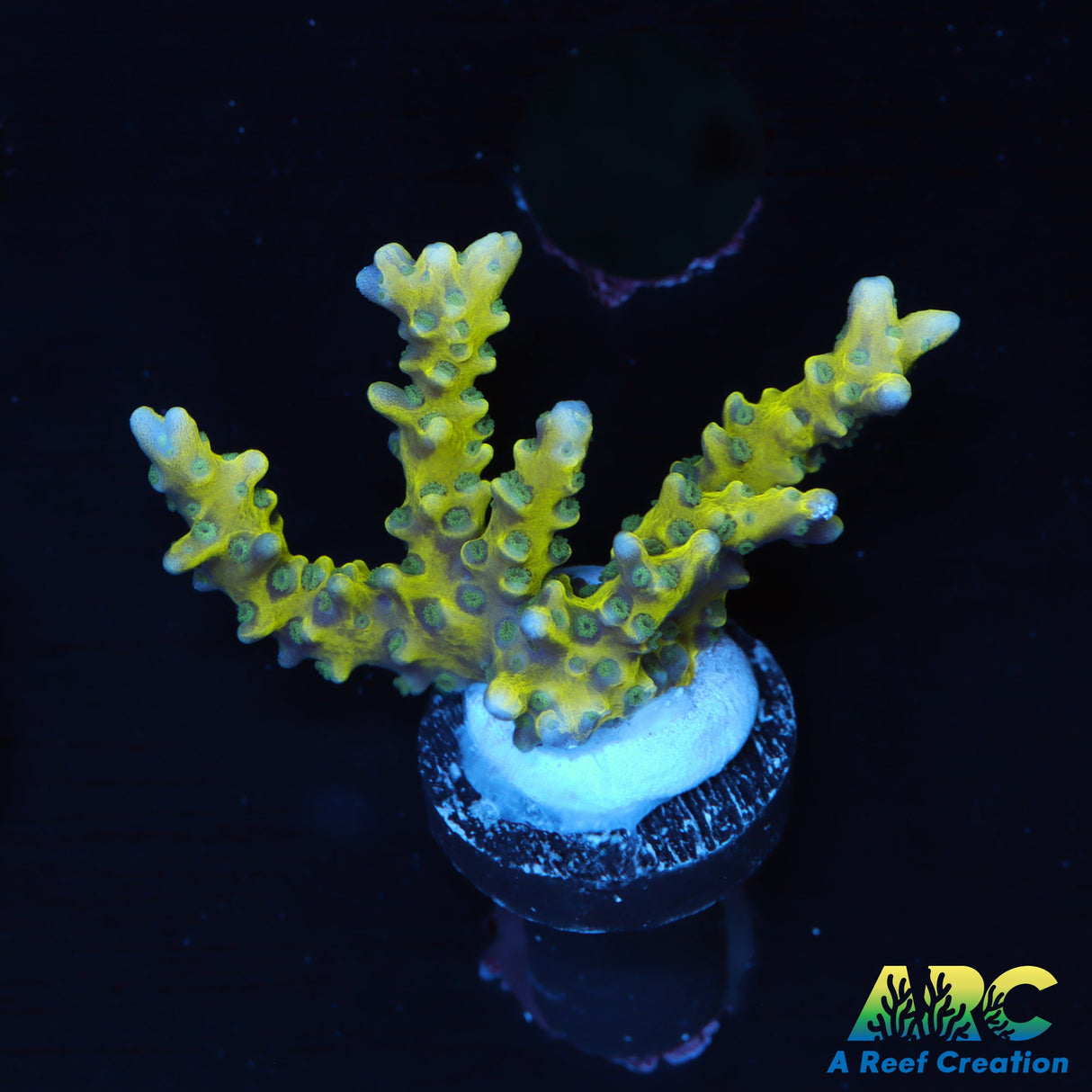 RRC Green Goblin Anacropora