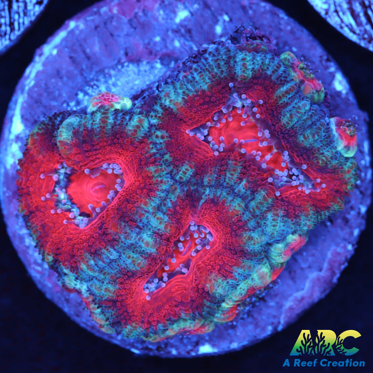 Red And Blue Acans