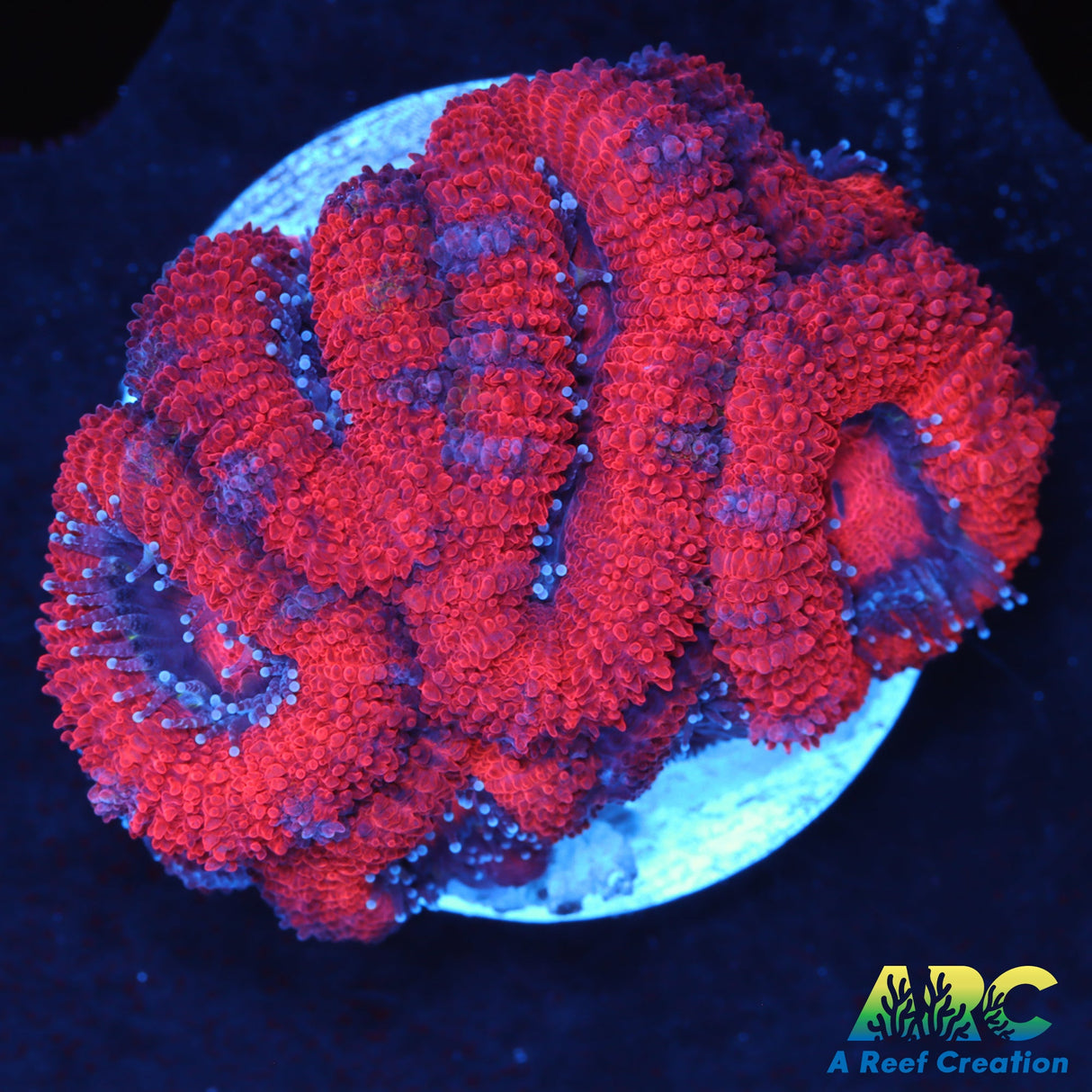 Red Acans