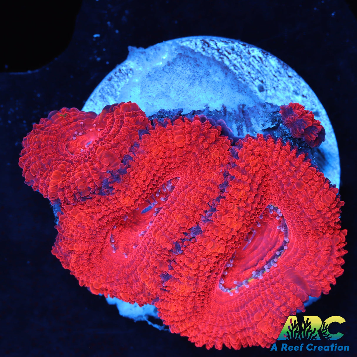 Red Acans