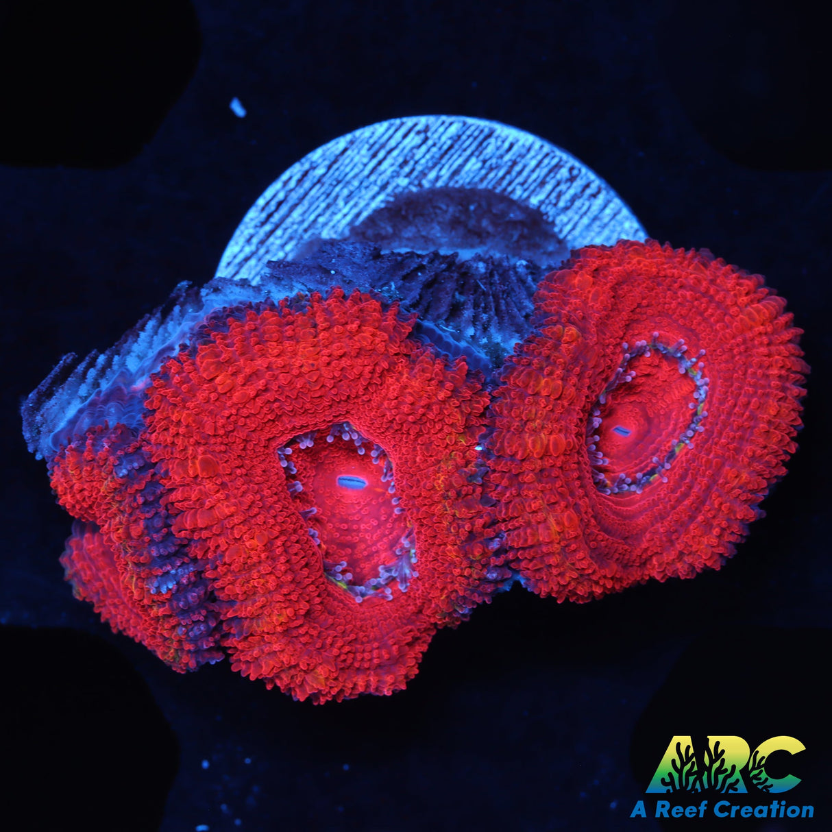 Red Acans