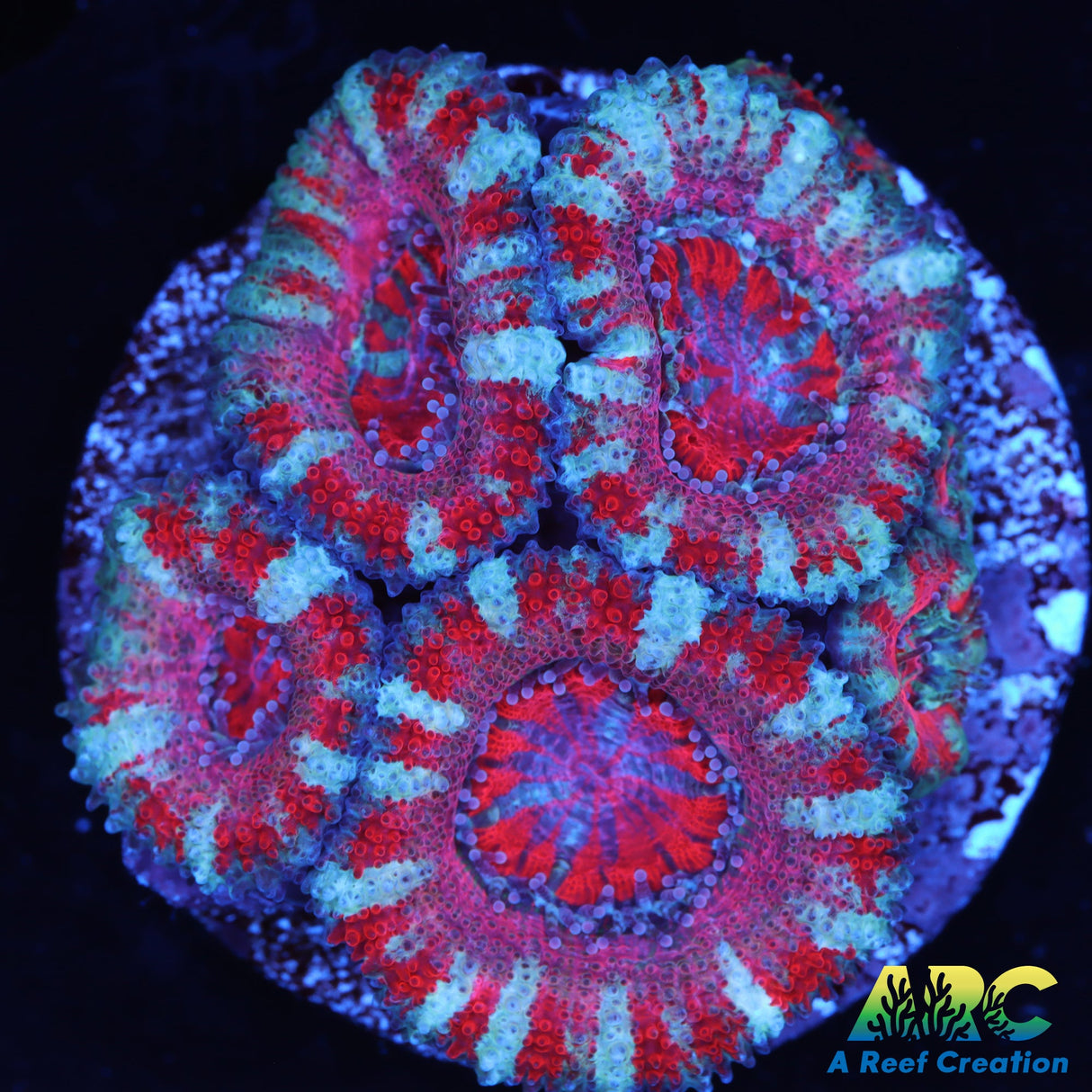 Pink Acan