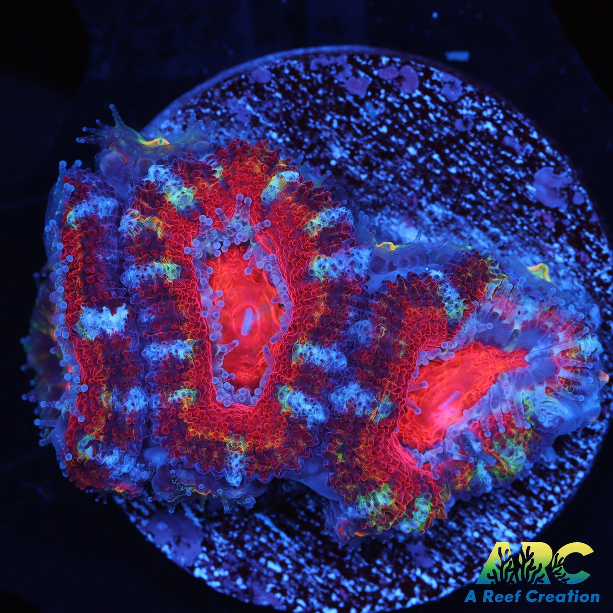 Rainbow Acan